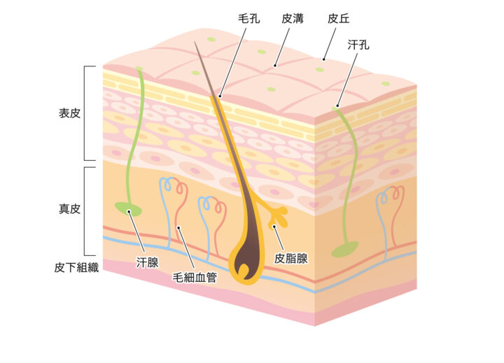 肌の構造／表皮・真皮・皮下組織の画像