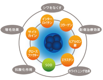 ヒト幹細胞培養液は本当に安全なの？期待できる効果は？の画像